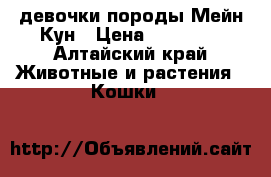девочки породы Мейн Кун › Цена ­ 18 000 - Алтайский край Животные и растения » Кошки   